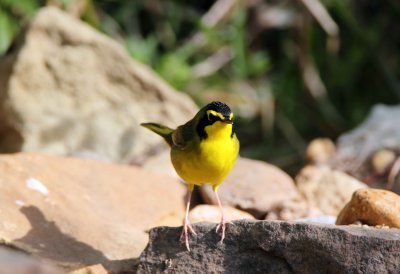 Kentucky Warbler