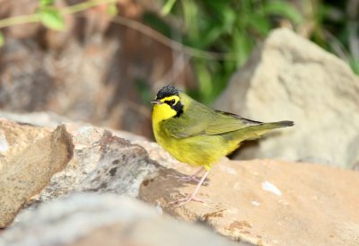 Kentucky Warbler