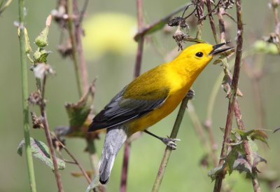 Prothonotary Warbler