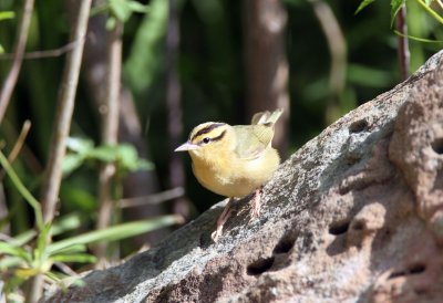 Worm Eating Warbler