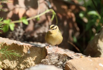 Worm Eating Warbler