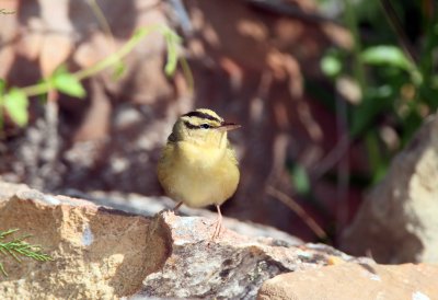 Worm Eating Warbler