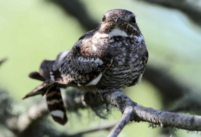 Common Nighthawk