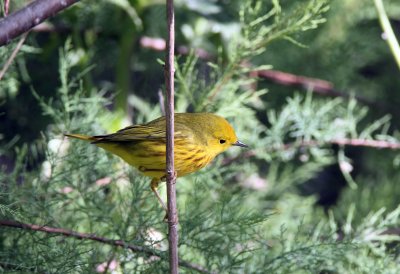 Yellow Warbler