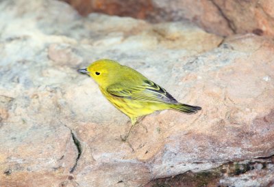 Yellow Warbler