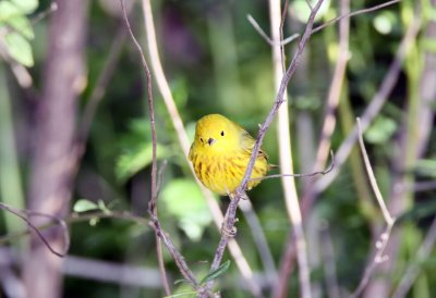 Yellow Warbler