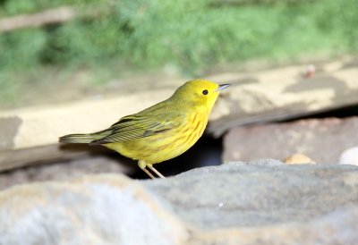 Yellow Warbler
