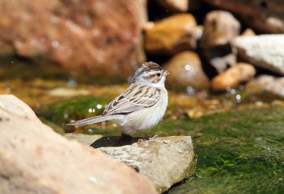 Clay Colored Sparrow