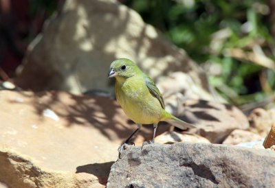 Painted Bunting (female)