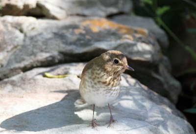 Swainsons Thrush