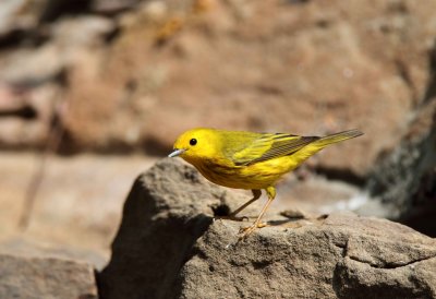 Yellow Warbler