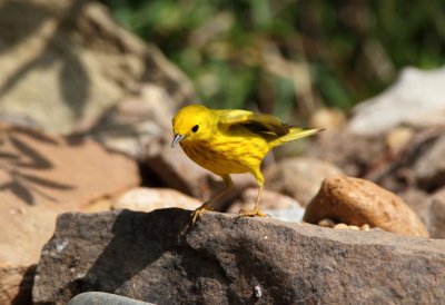Yellow Warbler