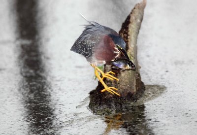 Green Heron