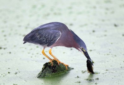 Green Heron