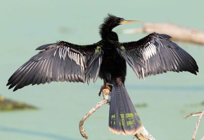 Darters, Pelicans, Cormorants and Frigatebirds