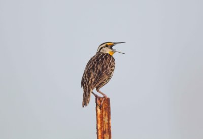 Eastern Meadowlark