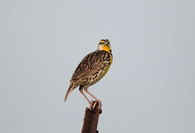 Eastern Meadowlark