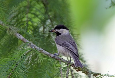 Carolina Chickadee