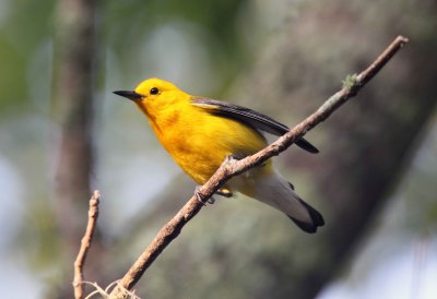 Prothonotary Warbler