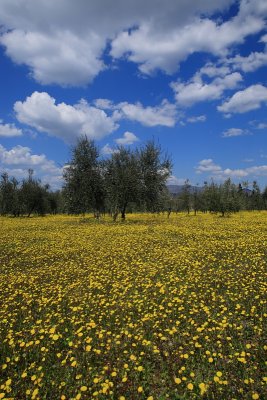 My Countryside in Spring