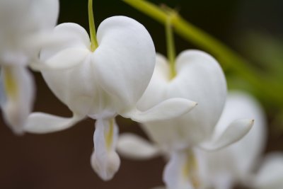 bleeding hearts