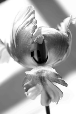 a dying tulip