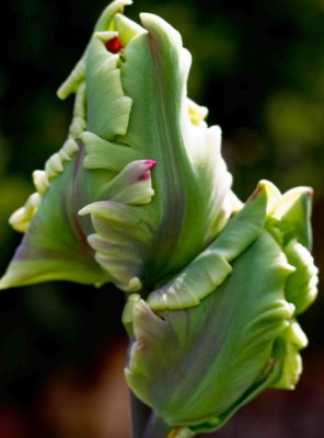 parrot tulip waiting to bloom