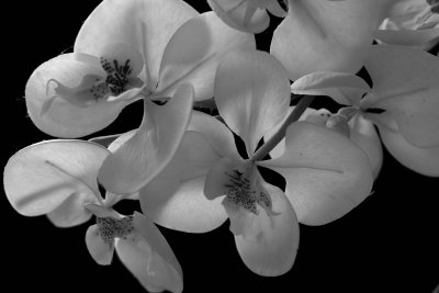 Mapplethorpe orchids