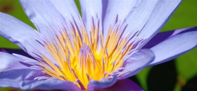 lavender water lily