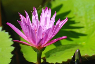 pink water lily