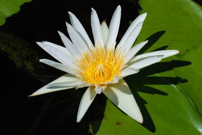 white water lily