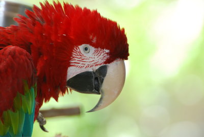 green wing Macaw