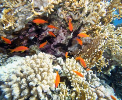 A Underwater_0005.JPG