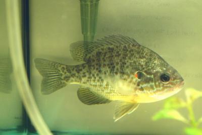 Pumpkinseed Sunfish - Lepomis gibbosus