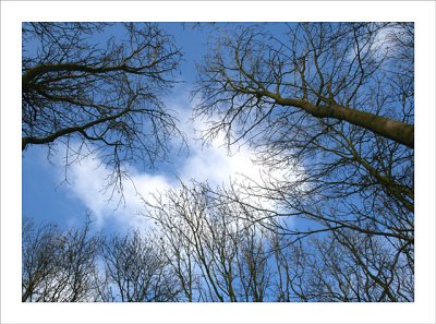White Willows