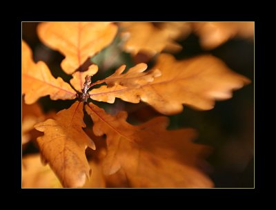 06-Nov-07