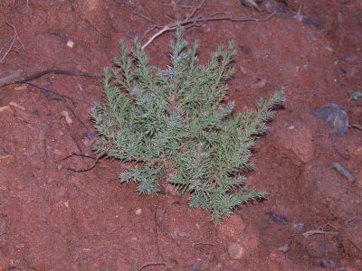 Eastern Red Cedar 4/09
