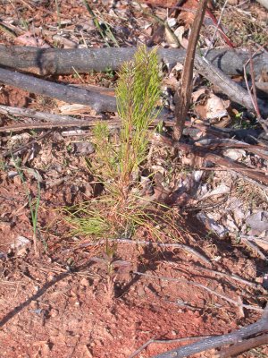 Loblolly Pine 4/09