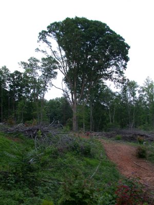090602-02.JPG