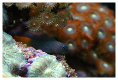 Eric's 50 Gallon Cube Reef Tank