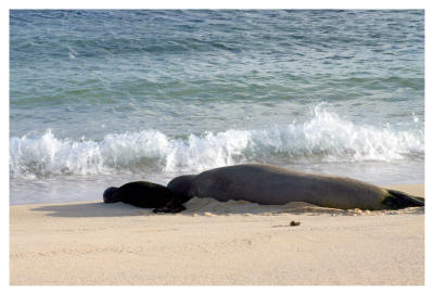 Momma and Baby Monk Seal