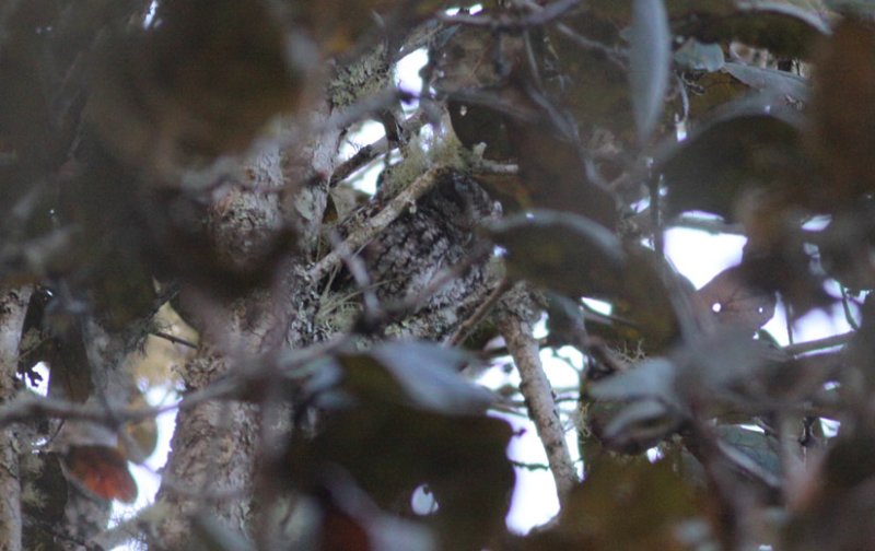 Bearded Screech-Owl