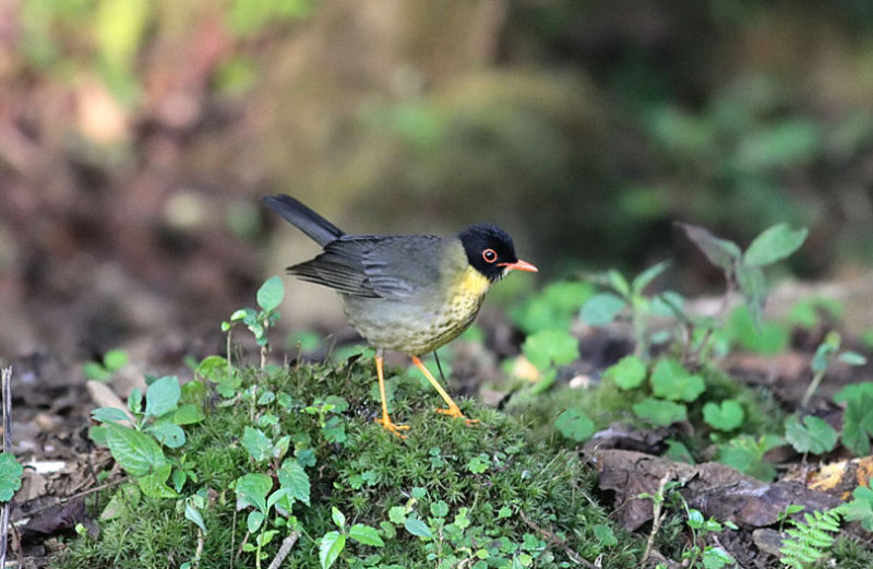 Spotted Nightingale-Thrush
