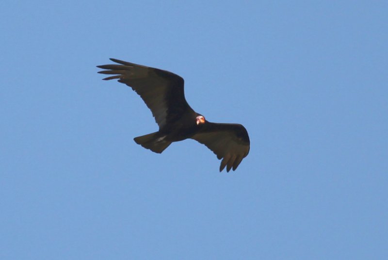 Lesser Yellow-headed Vulture