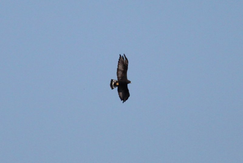 Zone-tailed Hawk