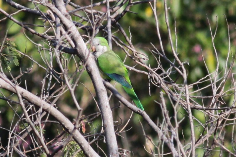 Monk Parakeet