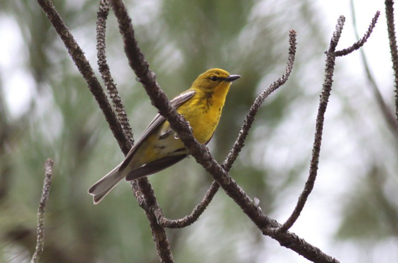 Pine Warbler