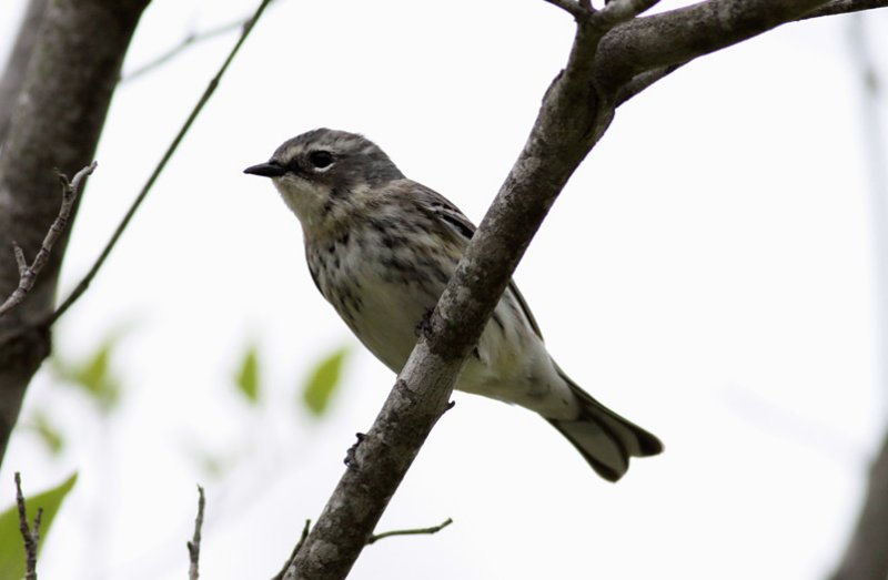 Yellow-rumped Warbler