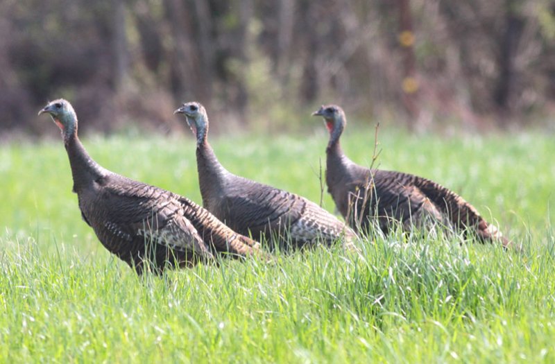 Wild Turkeys