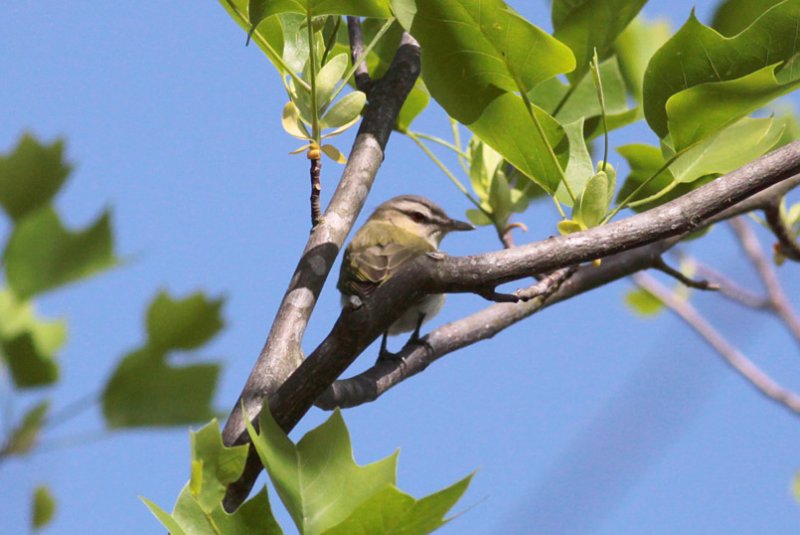 Red-eyed Vireo